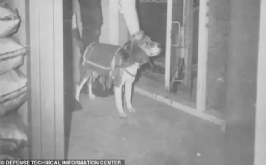 CIA zamieniła 6 psów w zdalnie sterowanych zabójców.